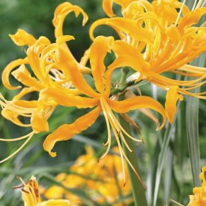 Nerine