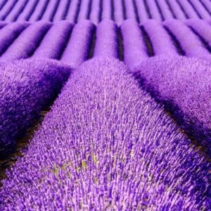 lavanda la ghiveci